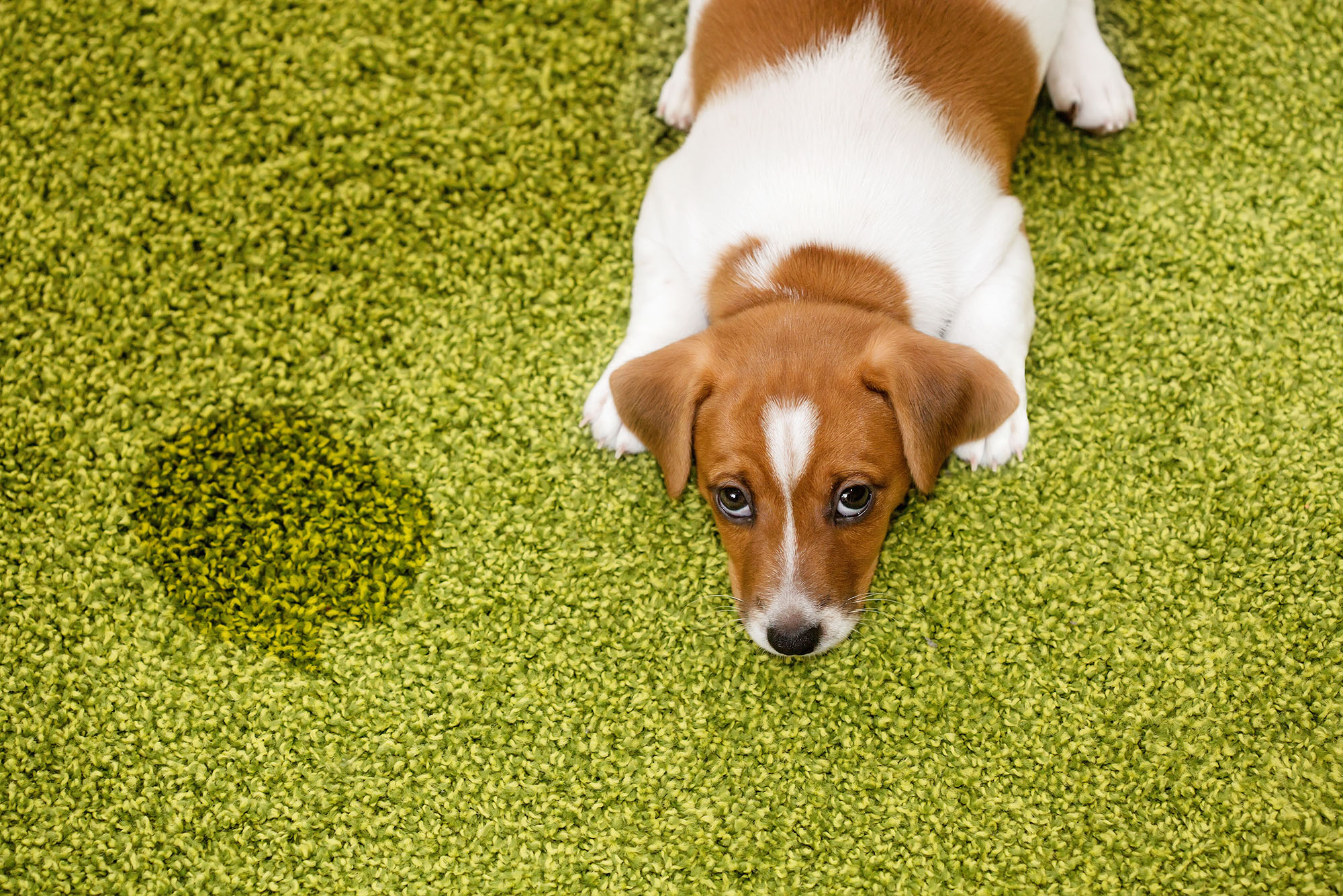 大切な愛犬のしつけ。トイレ、散歩などのしつけを学ぼう。