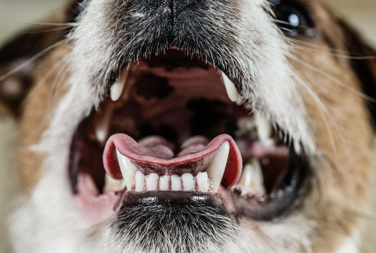 獣医さんが紹介する 犬の口臭がひどい 4つの原因と自宅でできるケアは