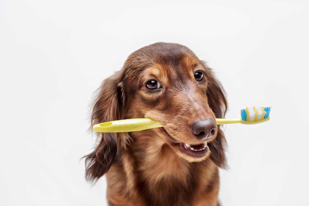 獣医さんが紹介する 犬の口臭がひどい 4つの原因と自宅でできるケアは アクサダイレクト