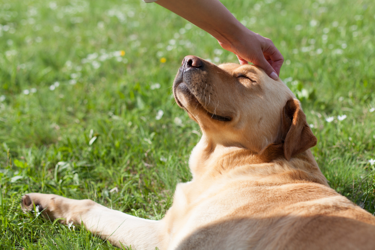 獣医さんが紹介する 犬の口臭がひどい 4つの原因と自宅でできるケアは アクサダイレクト