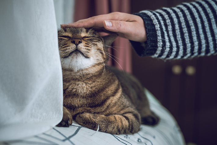 飼い主さんの死後、ペットを飼育してくれる信頼できる人を探しましょう。