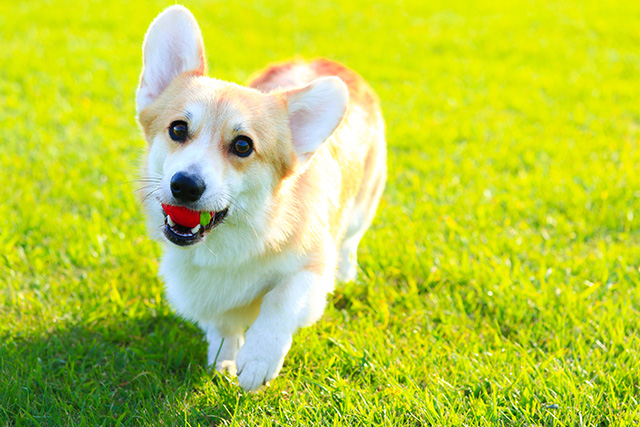 獣医さんに聞く 犬の椎間板ヘルニア 原因 予防法 治療法