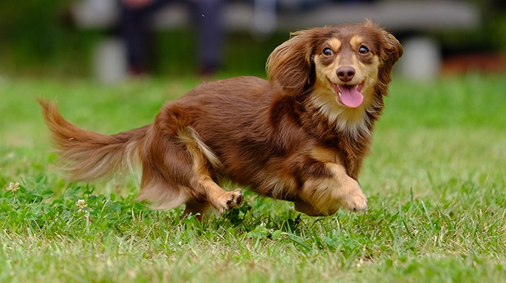 獣医さんに聞く 犬の椎間板ヘルニア 原因 予防法 治療法 アクサダイレクト