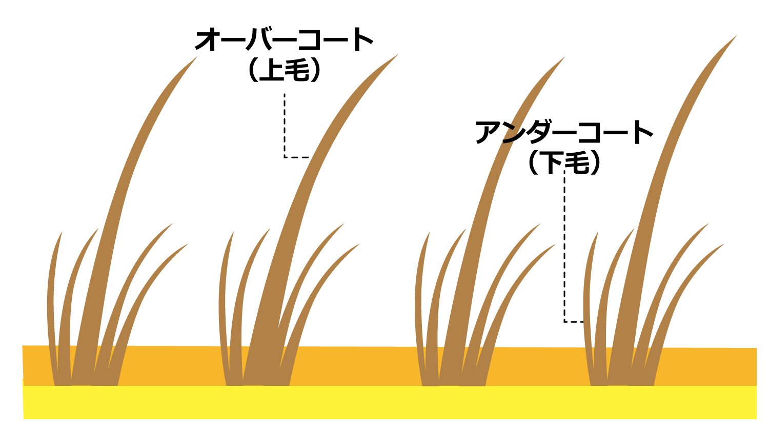 オーバーコート（上毛）とアンダーコート（下毛）