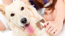 ブラッシングが好きになる！愛犬と楽しむ毎日のブラッシング