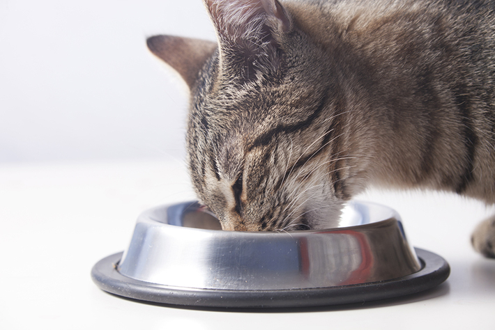水分の多いウェットフードは、本来の猫の食事に近い組成です。