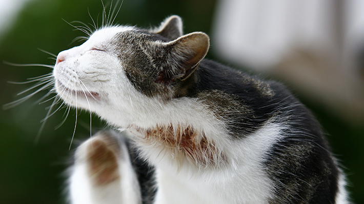 猫から人間に伝染する病気 獣医さんに聞きました