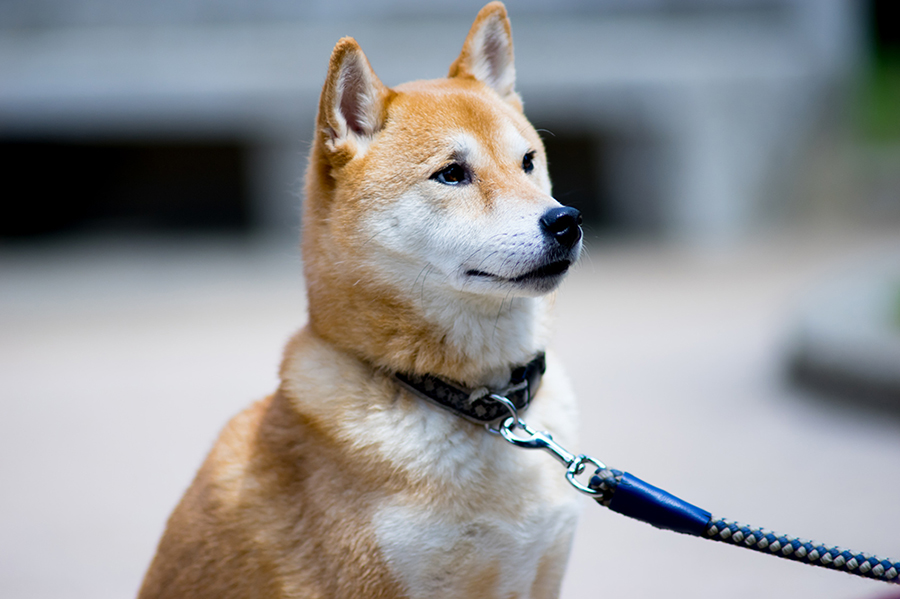 意外に奥が深い柴犬。特徴を知っていれば、見分けられるようになる!?