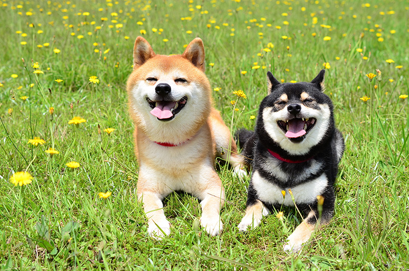 柴犬の種類や性格 特徴を教えて 綺麗好きな柴犬の飼育ポイント