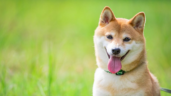 柴犬の種類や性格 特徴を教えて 綺麗好きな柴犬の飼育ポイント アクサダイレクト