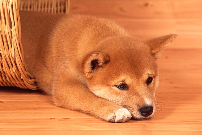 どうする 犬の抜け毛 知っておきたいお掃除のポイント アクサダイレクト