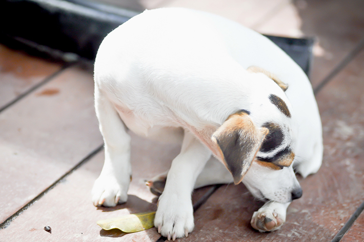 皮膚病 ストレス 愛犬が脚を舐め続ける理由とは