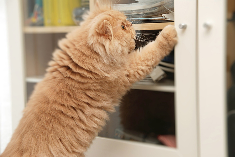 猫にいじられたくないものは、扉付きの棚に入れるなどの対策をしましょう。