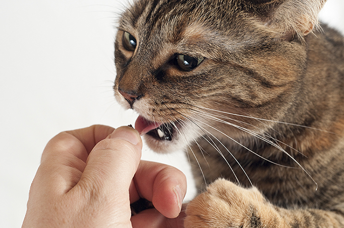 猫のしつけはコツやルールがポイント イタズラや噛み癖を直す方法