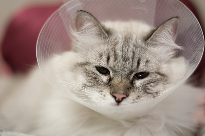獣医さんに聞く!猫の目ヤニと目薬のコツ|アクサダイレクト