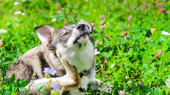 犬の膿皮症って 湿疹や痒がる原因と治療法を獣医師に聞きました アクサダイレクト