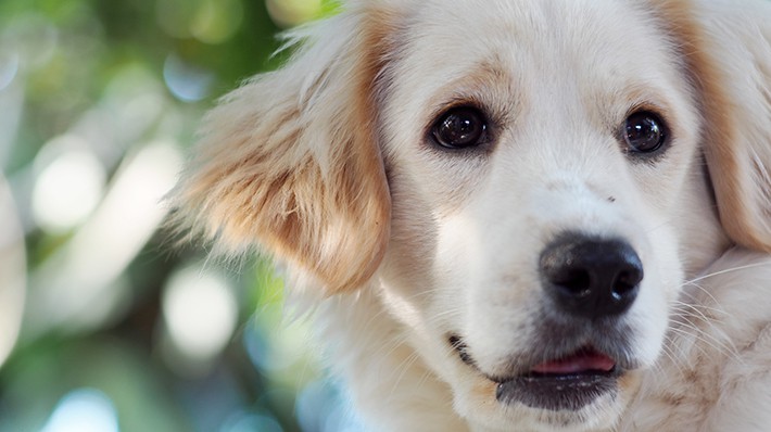 愛犬を迎える!準備のポイントと気になる初期費用