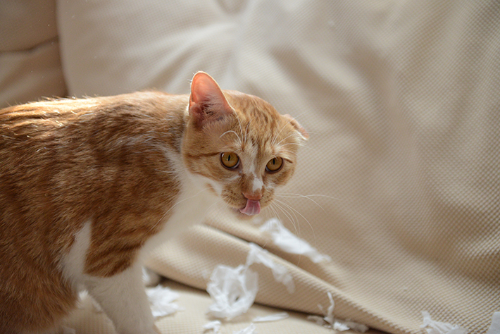 猫 誤 飲 吐き出し た