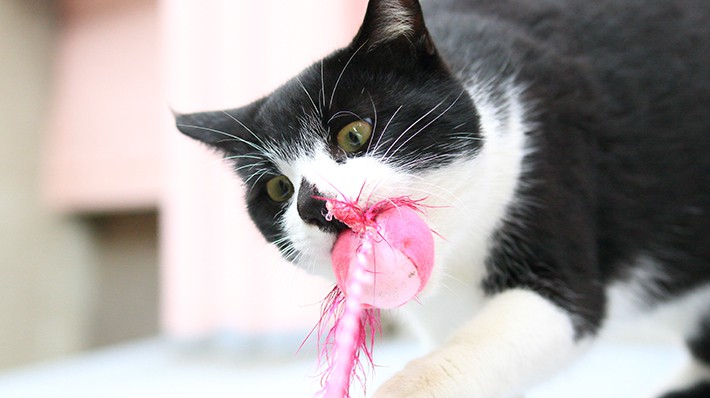 獣医さんに聞く！猫の誤飲・誤食はこんなにも危険！治療費事例付き