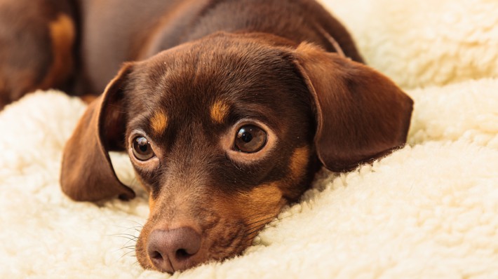 寒い冬でも大丈夫 室内犬のベストな寒さ対策とは アクサダイレクト