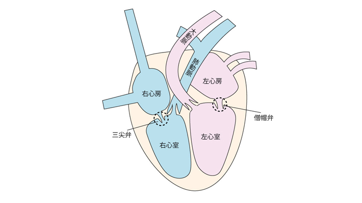 心臓イラスト