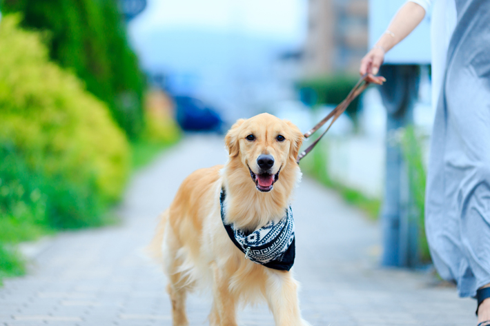 犬の散歩の必須アイテム！気になる散歩グッズの費用｜アクサダイレクト