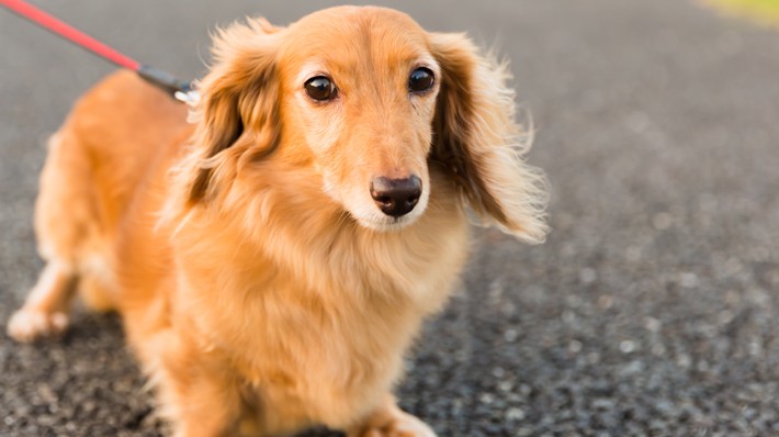 犬の散歩の必須アイテム!気になる散歩グッズの費用