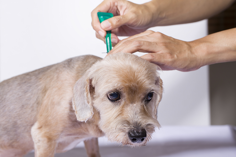 犬のフィラリアってどんな病気 獣医さんに聞きました