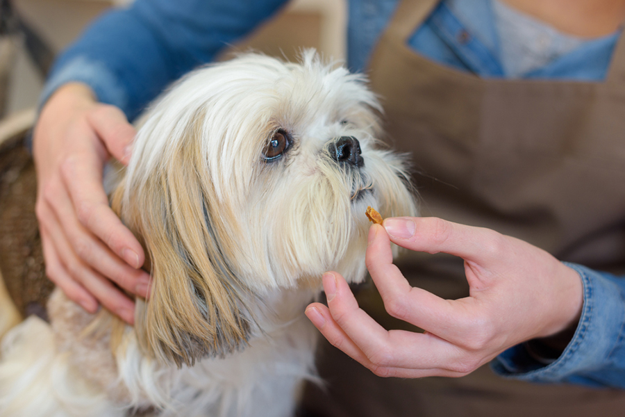 犬のフィラリアってどんな病気 獣医さんに聞きました