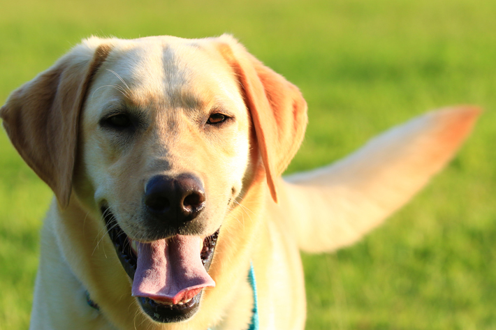 吠え癖がある犬などは注意が必要です。