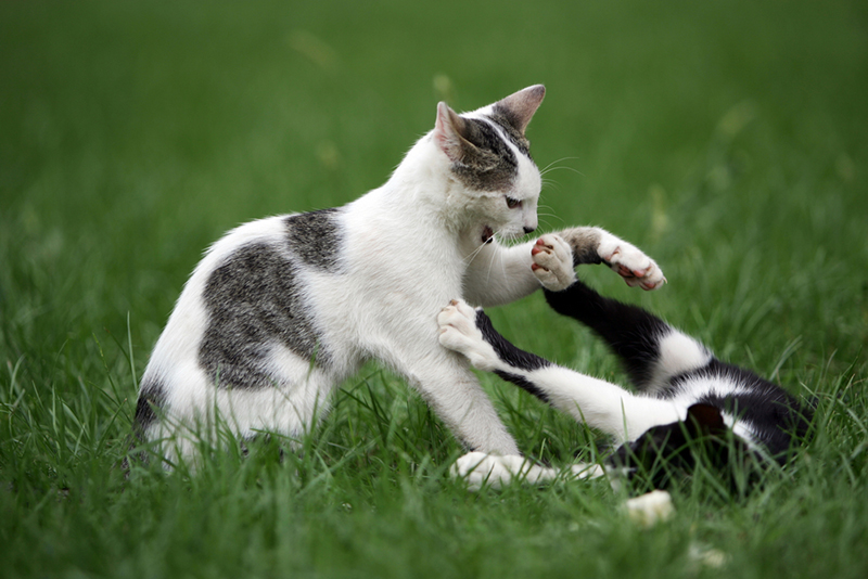 猫エイズは基本的に、咬傷によって感染します。