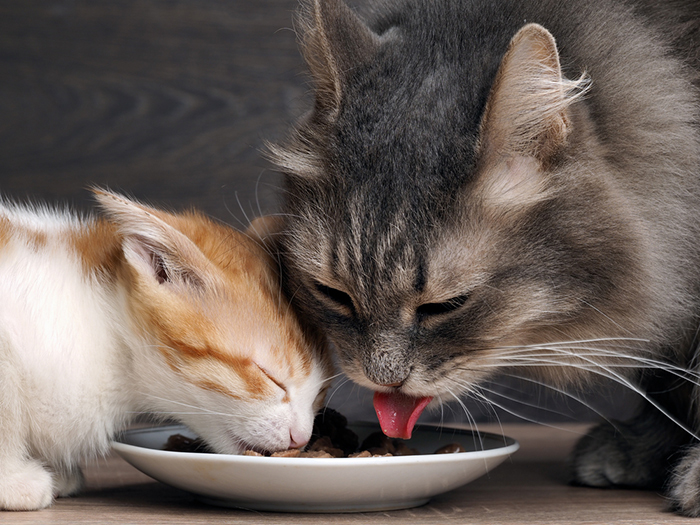 猫エイズは感染力が弱いため、食器の共用などでは感染しません。