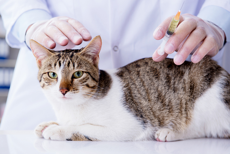 猫エイズワクチンが必要かどうか、獣医さんに相談しましょう。