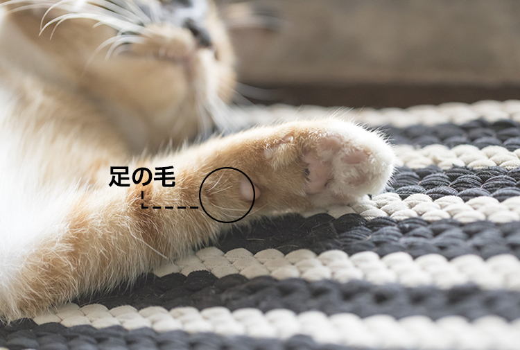 猫のヒゲの秘密 お財布に入れて金運up アクサダイレクト