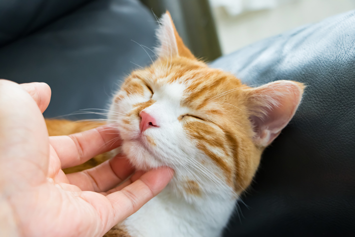 猫が喉を鳴らす「ゴロゴロ音」には、不思議な力があります。