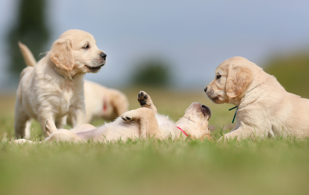 群れをなして暮らす犬は、多頭飼育に向いています。