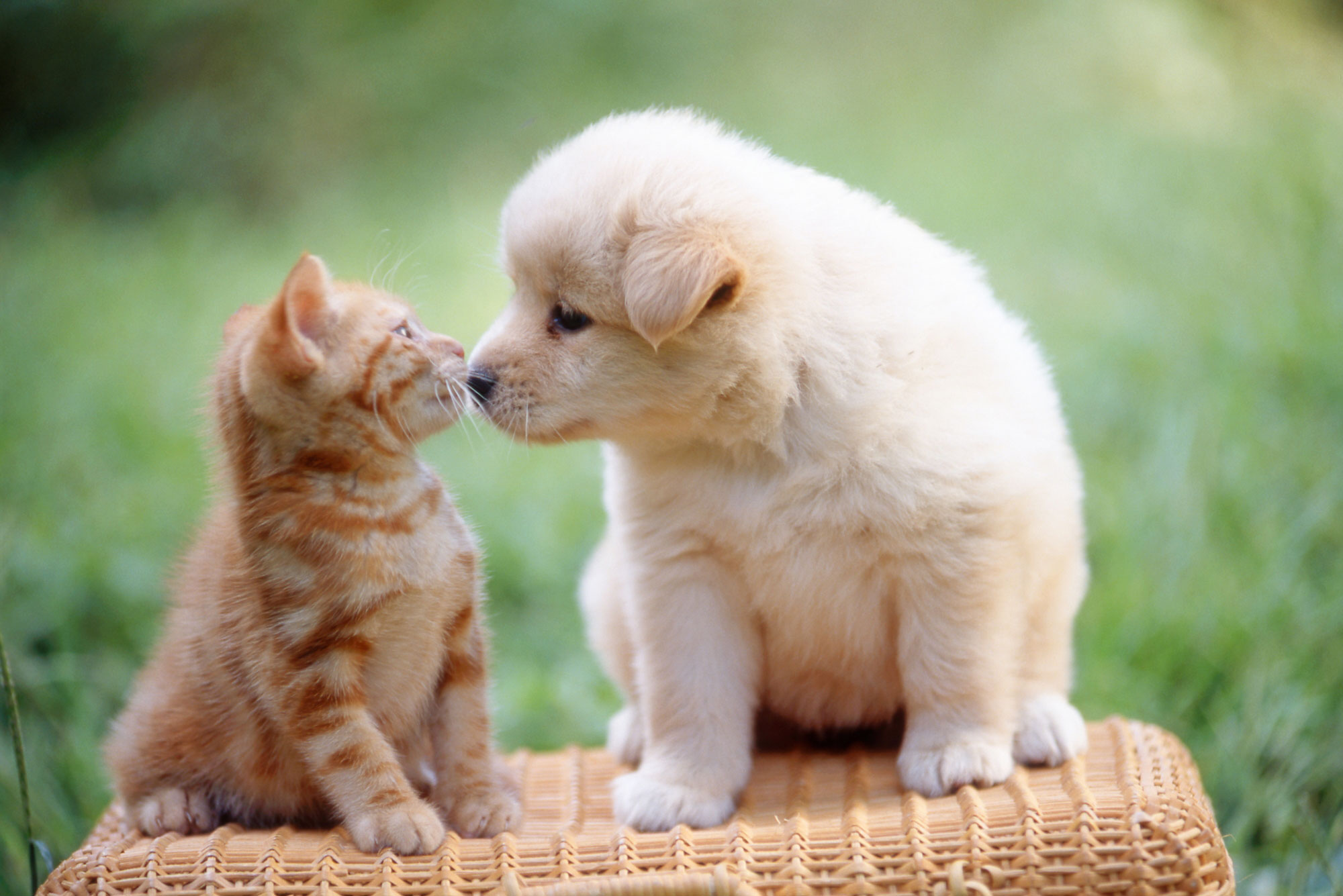 猫 と 一緒 に 飼える 動物