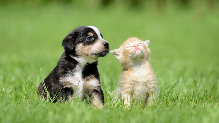 犬と猫は仲良くなれる？犬と猫を一緒に飼うときの注意点｜アクサダイレクト