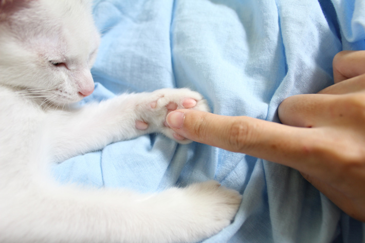 愛猫の肉球は定期的にケアしてあげてくださいね。