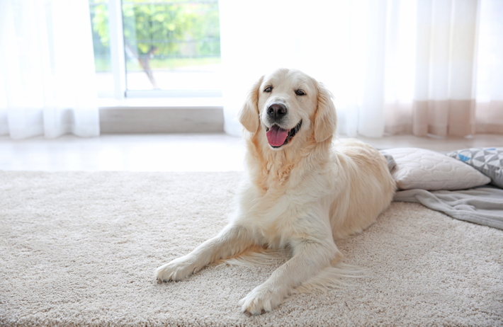 獣医さんに聞く 犬のアレルギー性皮膚炎 症状や治療法 自宅でのケア