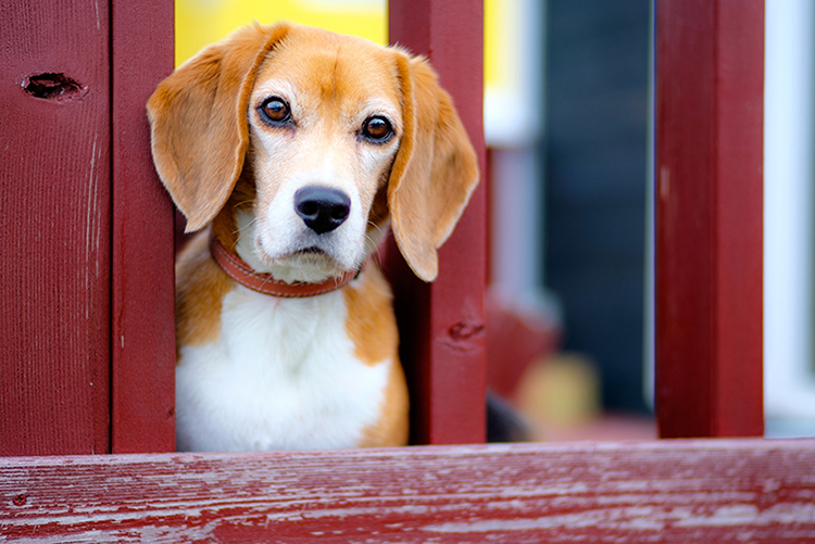 自宅でできる愛犬の耳掃除 ケア方法をご紹介 日頃のケアで 外耳炎などのトラブルを防ごう アクサダイレクト