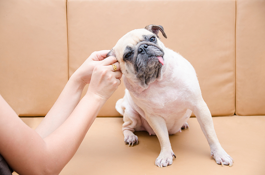 自宅でできる愛犬の耳掃除 ケア方法をご紹介 日頃のケアで 外耳炎などのトラブルを防ごう