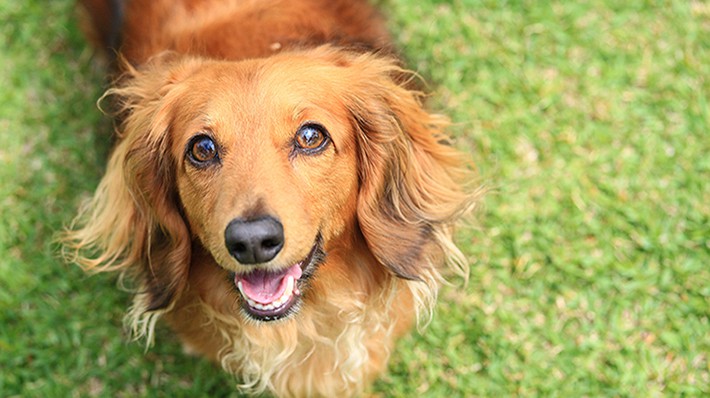 自宅でできる愛犬の耳掃除、ケア方法をご紹介！日頃のケアで、外耳炎などのトラブルを防ごう。
