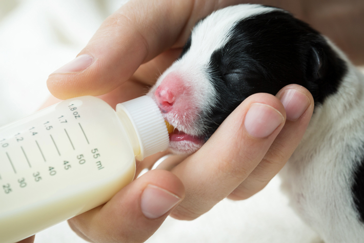 母犬が母乳を与えられない場合は、飼い主さんが世話をしなければなりません。