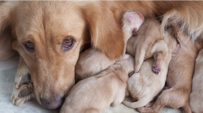 獣医さんに聞く 犬の妊娠 出産について知っておきたいこと アクサダイレクト