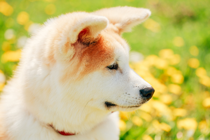 秋田犬は海外でも人気の犬種のようです。