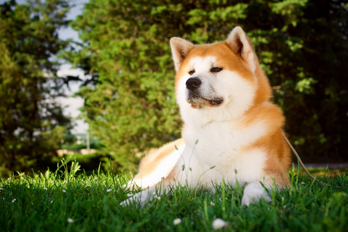 秋田犬の性格を理解して最高のパートナーになれると良いですね。