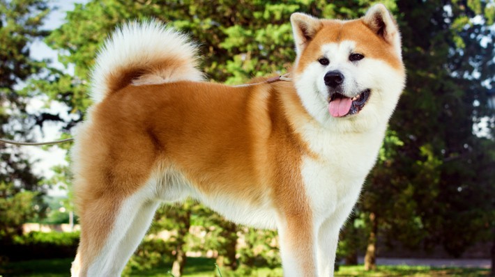 もっと知りたい 秋田犬 特徴と性格