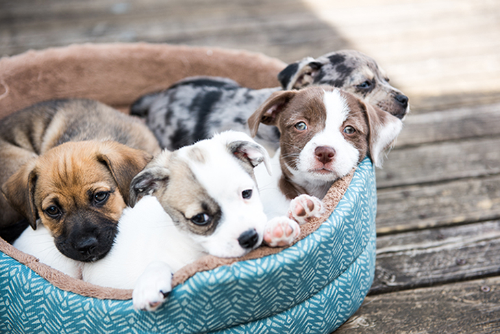 子犬は体温調節が上手くできないため、室内環境に注意が必要です。