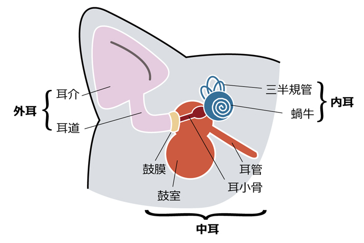 耳の穴から鼓膜までの間を「外耳」と言います。